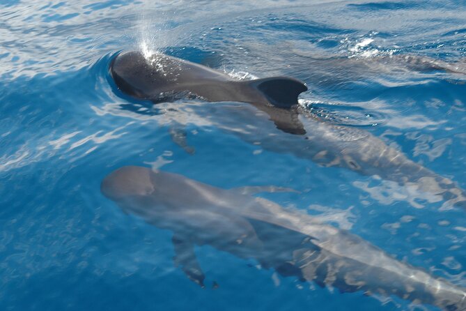 Dolphin and Whale Sailing Tour in Los Gigantes - What you can realistically see: pilot whales, dolphins, calderones, turtles