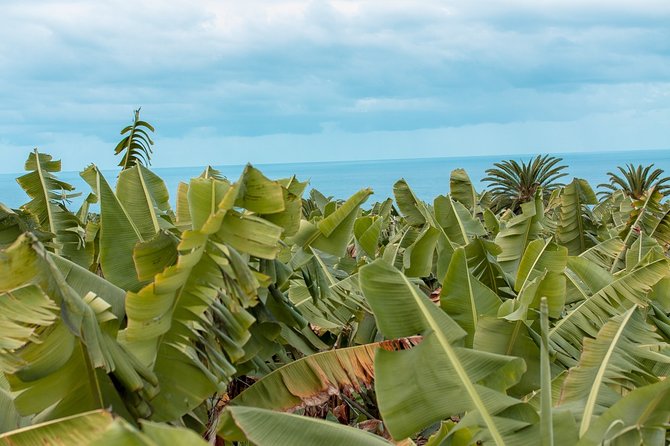 Eco banana farm Tour - Key highlights you should care about