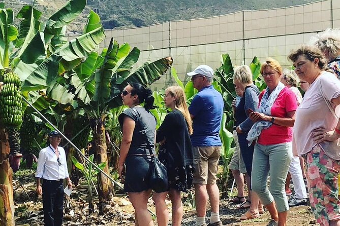 Eco banana farm Tour - A one-hour banana lesson in El Rincón, La Orotava