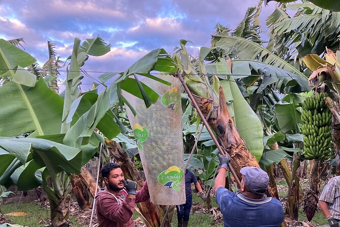 Eco banana farm Tour - The tastes: fresh banana snack and banana liqueur shot