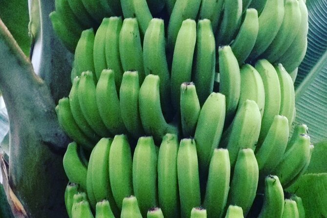 Eco banana farm Tour - Who this eco banana farm tour suits best
