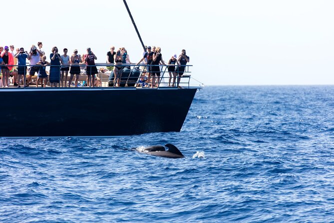 Exclusive Freebird Catamaran Whale & Dolphin to Masca From South - The Crew Vibe: Why Experience Quality Can Vary