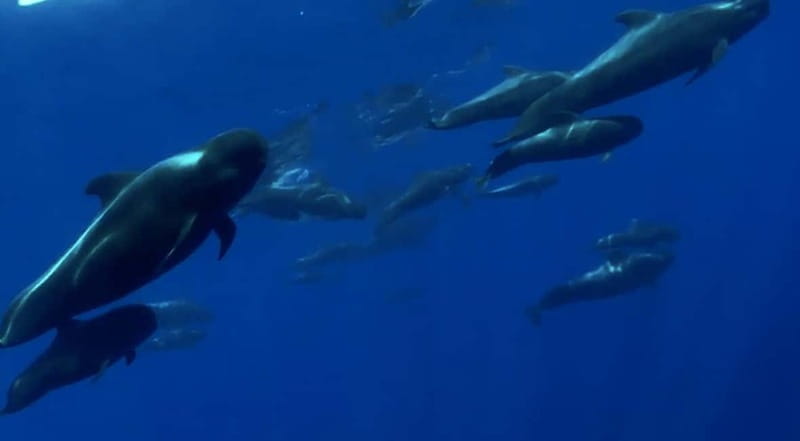 Excursion to see the whales - 3 Hours - The Animals You’re Targeting: Pilot Whales, Sperm Whales, Dolphins