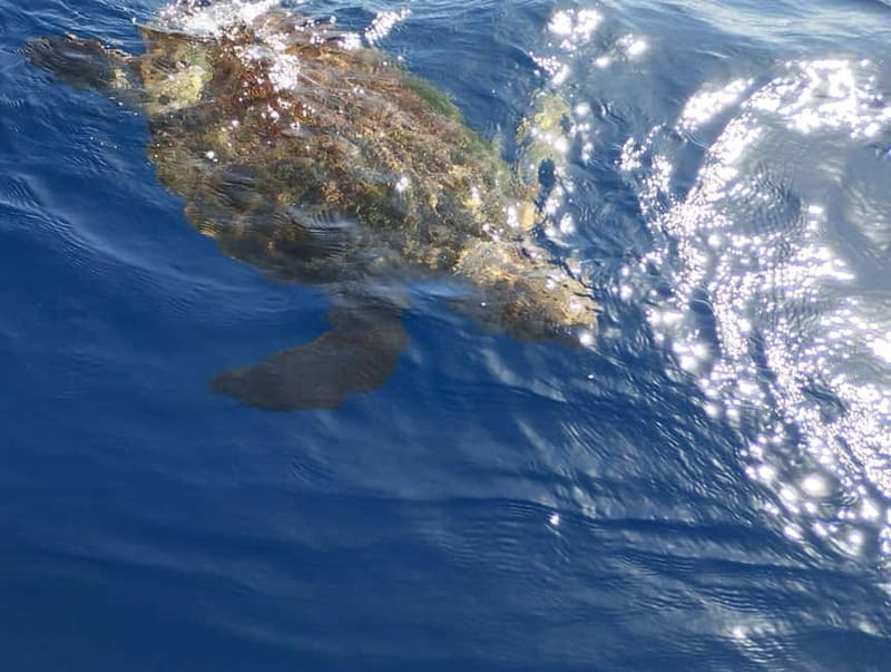 Excursion to see the whales - 3 Hours - Underwater Vision And Glass-Bottom Viewing: Why It Changes The Game