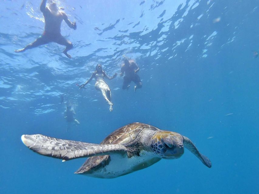 Explore Tenerife with the Snorkel Kit - Marine Rules That Make Wildlife Viewing Actually Work