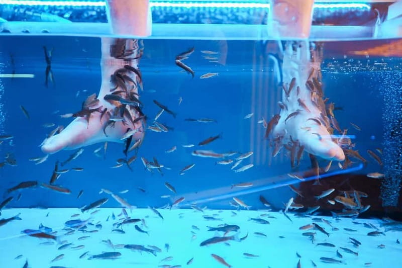 Fish Spa Experience - What Happens During Your 20-Minute Fish Spa Session