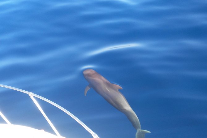 Fishing trip, Tenerife Sea Passion - Puerto de Playa San Juan: Why the Starting Point Matters