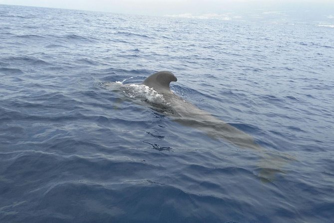 Fishing trip, Tenerife Sea Passion - The On-Board Routine: Step-by-Step What You’ll Do