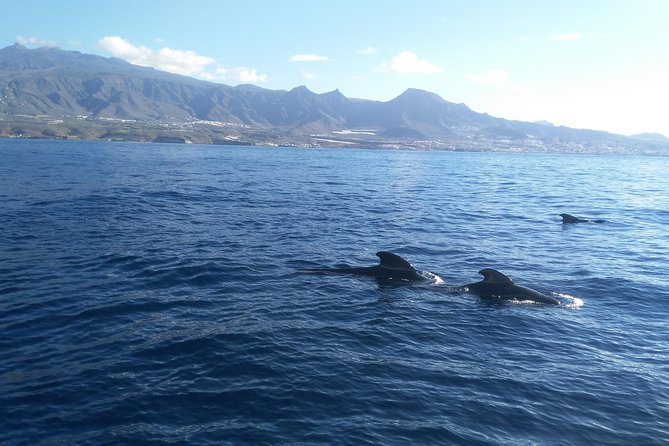 Fishing trip, Tenerife Sea Passion - Weather and Port Changes: The Real-World Part of Fishing