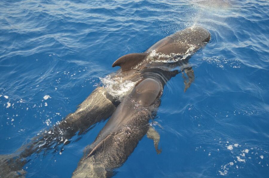 From Los Gigantes: Whale Watching Sailboat Cruise - Key reasons this trip is worth your time