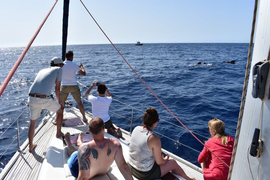 From Los Gigantes: Whale Watching Sailboat Cruise - Price and timing: is $88 a fair deal for 3 to 4 hours?