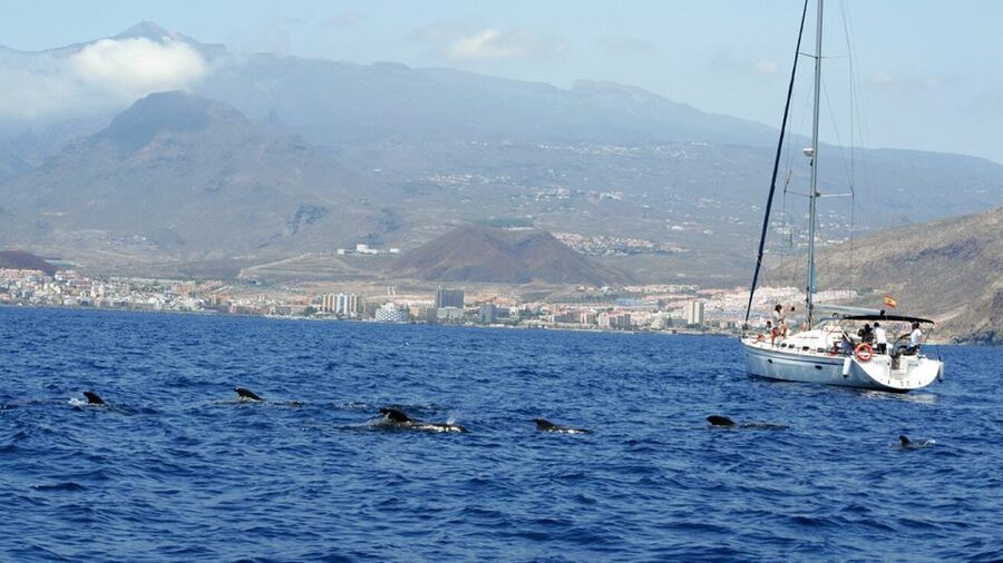 From Los Gigantes: Whale Watching Sailboat Cruise - First stretch: 1.5 hours of wildlife viewing off Los Gigantes
