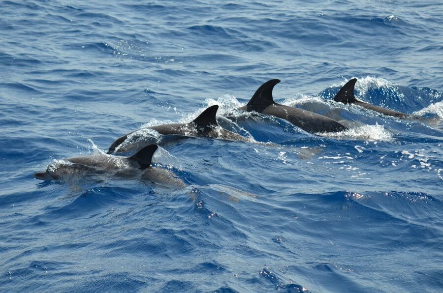 From Los Gigantes: Whale Watching Sailboat Cruise - Snorkeling under the cliffs: how to make 15 minutes count