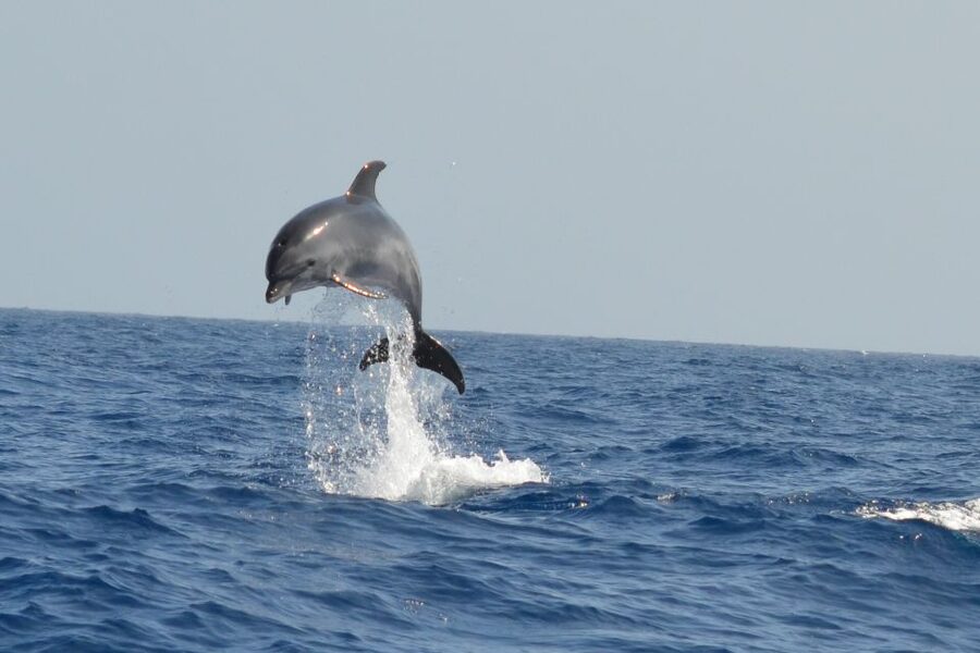 From Los Gigantes: Whale Watching Sailboat Cruise - Homemade tapas onboard: the value of not rushing after