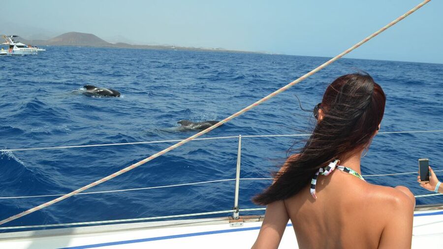 From Los Gigantes: Whale Watching Sailboat Cruise - Responsible whale watching: Blue Boat Flag and staying respectful