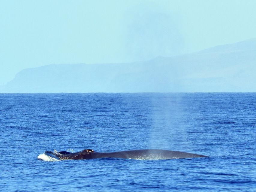 From Los Gigantes: Whale Watching Sailboat Cruise - Group size, guides, and the calm vibe on board