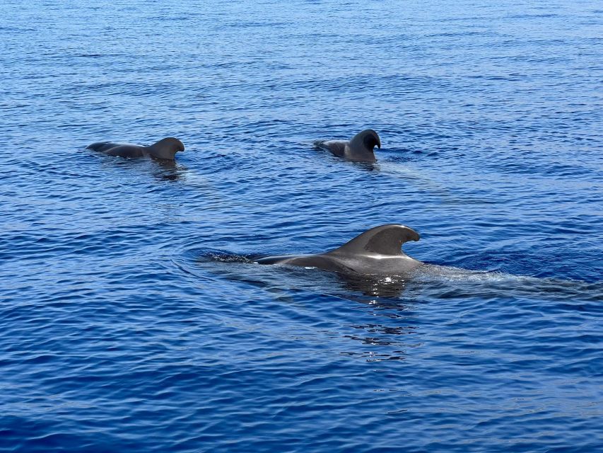 From Playa San Juan: Whale Watching, Gigantes, and Masca Bay - From Playa de San Juan to the Whale Sanctuary and Deep-Water Search