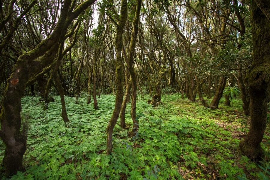 From Puerto de La Cruz: Full-Day Vip Tour to Gomera - Aloe Vera Plantation Stop, a Light Change of Pace