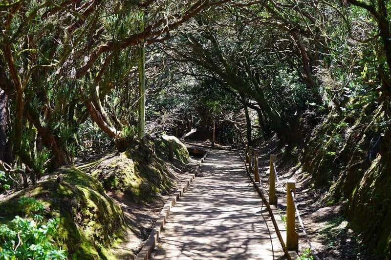 From Puerto de La Cruz: VIP Tour Around Anaga and La Laguna - Key things that make this tour worth your attention