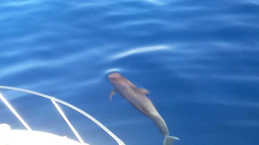 From San Juan beach : Marine Life Cruise - From Playa San Juan to the Pilot Whale Zone