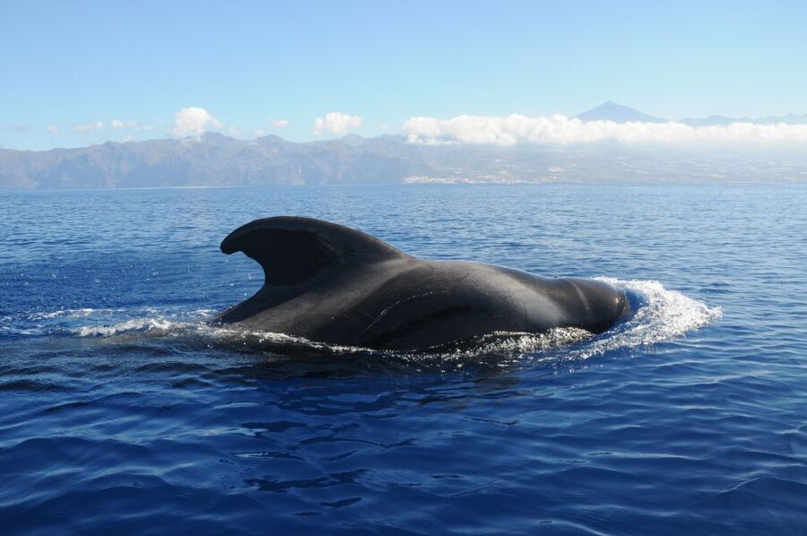 From San Juan beach : Marine Life Cruise - What you might see: pilot whales, dolphins, and the food chain clues