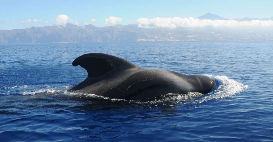 From San Juan beach : Marine Life Cruise - The captain’s talk: science that makes sightings make sense