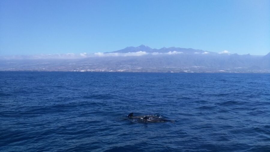 From San Juan beach : Marine Life Cruise - When the timing and the weather decide your comfort