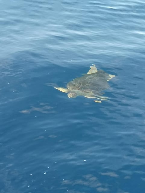 From San Juan beach : Marine Life Cruise - Who this cruise is best for