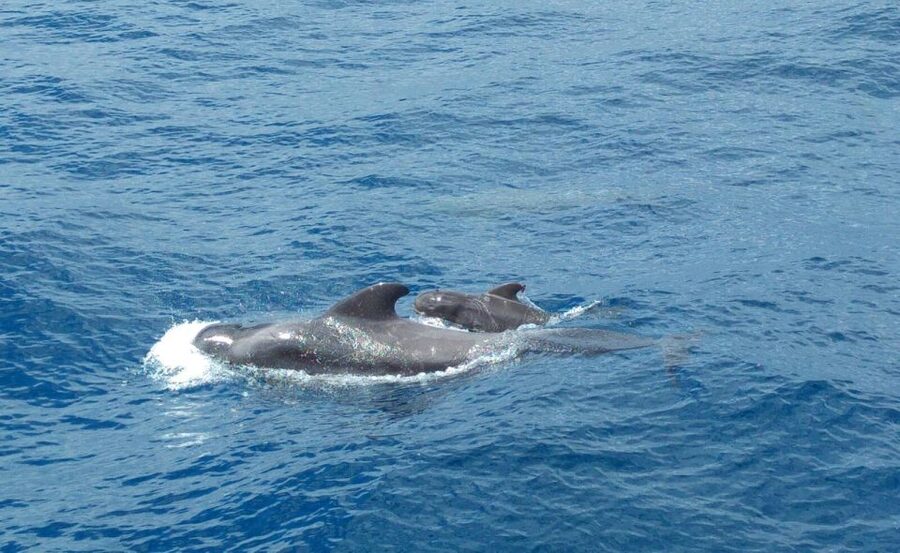 From San Juan beach : Marine Life Cruise - Sea Passion Tenerife: comfort, snacks, and how the cruise really runs