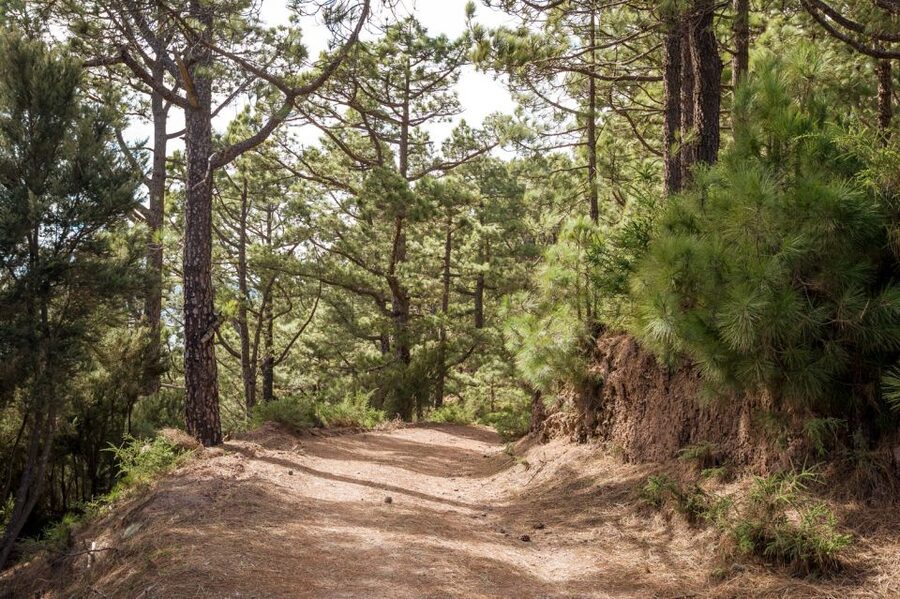 From Santa Cruz: Teide Volcano, Icod, & Garachico Tour - Should You Book This Teide, Garachico, Icod and La Laguna Tour?