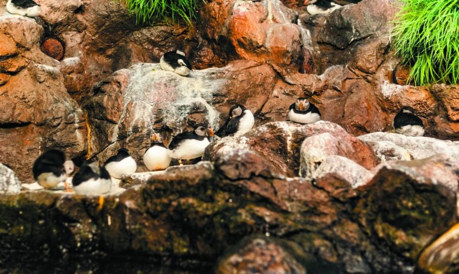 From South Tenerife: Loro Park Zoo Ticket & Hotel Transfers - Who This Trip Fits Best (and Who Should Skip It)