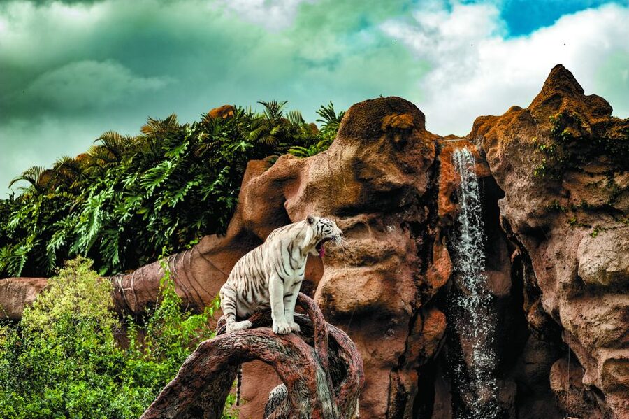 From South Tenerife: Loro Park Zoo Ticket & Hotel Transfers - How Much Time You Get in the Park, and How to Use It