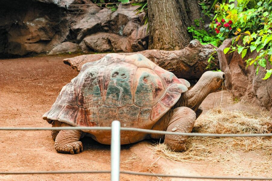 From South Tenerife: Loro Park Zoo Ticket & Hotel Transfers - Value and Price: Is $75 Worth It?