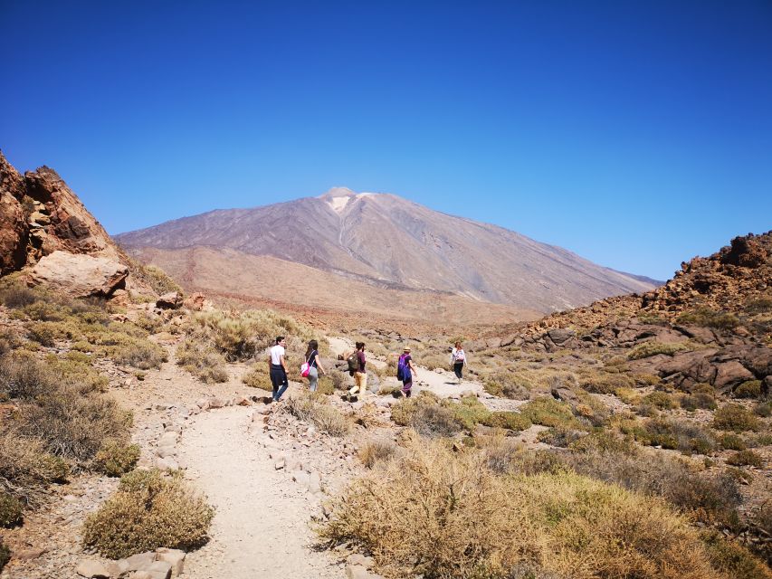 From South Tenerife: Teide National Park Tour - Pine forest and El Pino Gordo: the best quick photo break