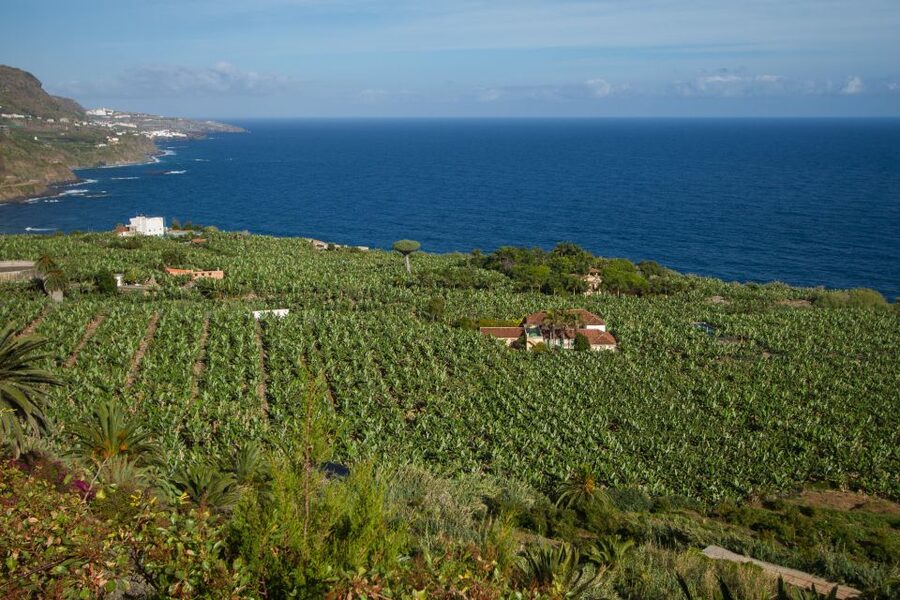 From South Tenerife: VIP Grand Tour Tenerife island - Lunch Break Without the Detour: Typical Local Cuisine