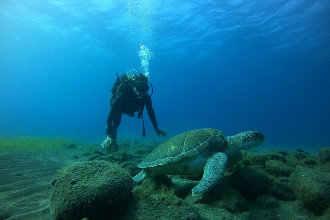 Fun Dive With Scuba Point in Los Cristianos - Los Cristianos, Then Straight Into the Water: The 2-Hour Flow