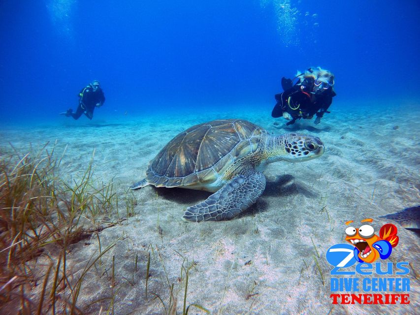 Gran Canaria Scuba Diving for Certified Divers - Key highlights to know before you go