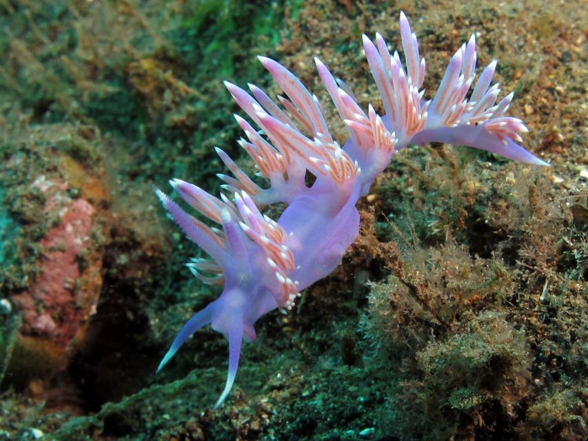 Gran Canaria Scuba Diving for Certified Divers - A 6-hour plan that works for your certification level