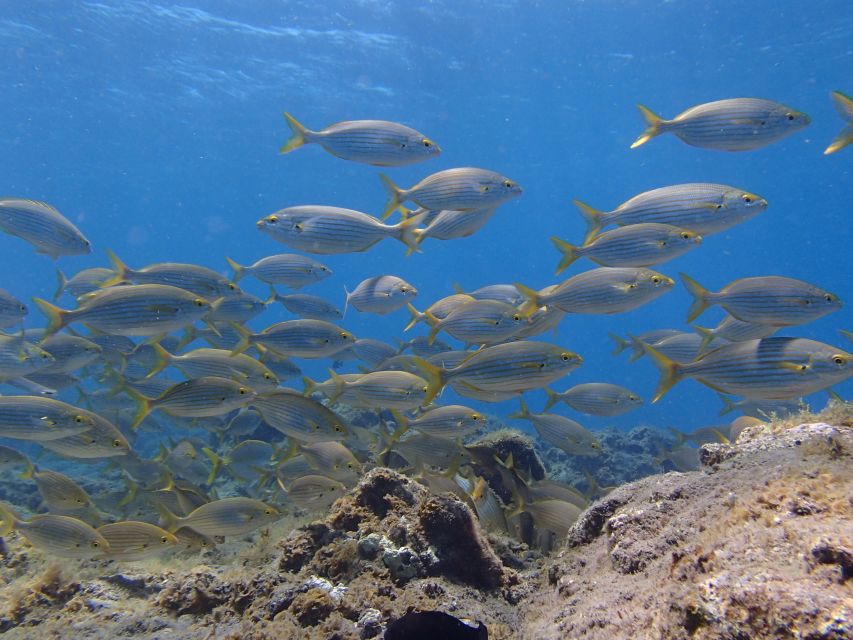 Gran Canaria Scuba Diving for Certified Divers - Boat sessions and wreck access, with an optional cost