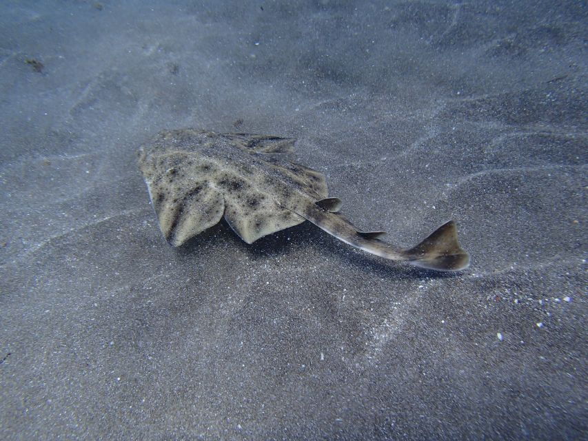 Gran Canaria Scuba Diving for Certified Divers - What’s included, what you can rent, and the mandatory gear