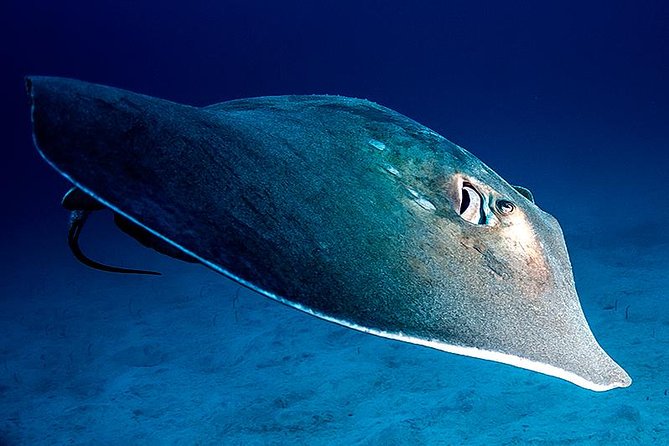 Guided Boat Dives for Certified Divers - Key things I’d circle before you book