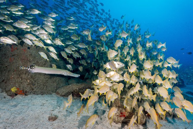 Guided Boat Dives for Certified Divers - Choosing 1 to 10 sessions: building the right day for your comfort