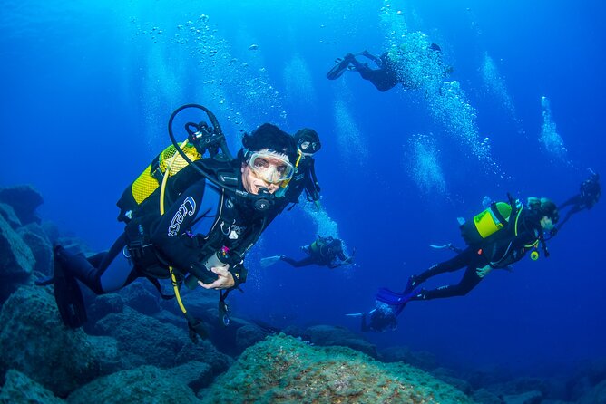 Guided Immersion from Santa Cruz de Tenerife - Marine life you can expect near Santa Cruz de Tenerife, not just in theory
