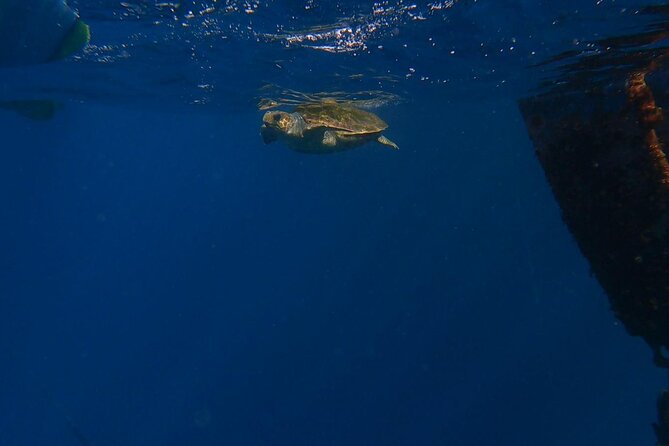 Guided Kayak Tour From Los Cristianos Beach Tenerife - Los Cristianos Beach start, meet-up point, and timing rules