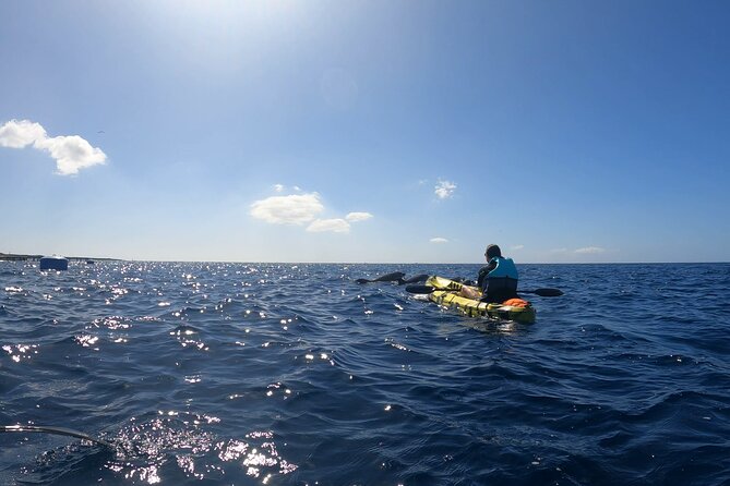 Guided Kayak Tour From Los Cristianos Beach Tenerife - Snorkeling in marked areas: what you’ll do and how to prevent a miserable sea-sickness day