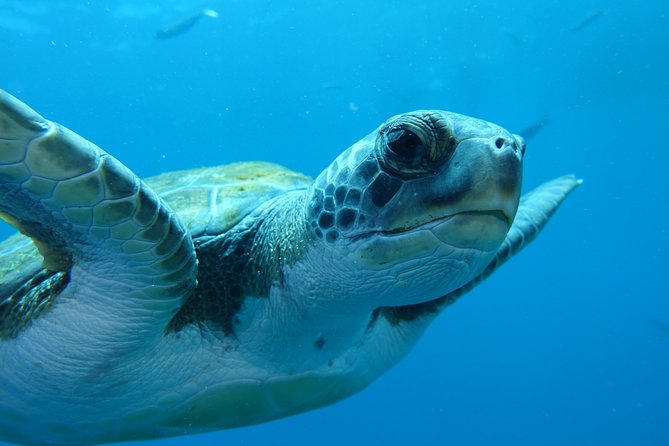 guided Scuba Diving on Tenerife (for certified divers) - Choosing between Tenerife’s rougher north and steadier Radazul waters