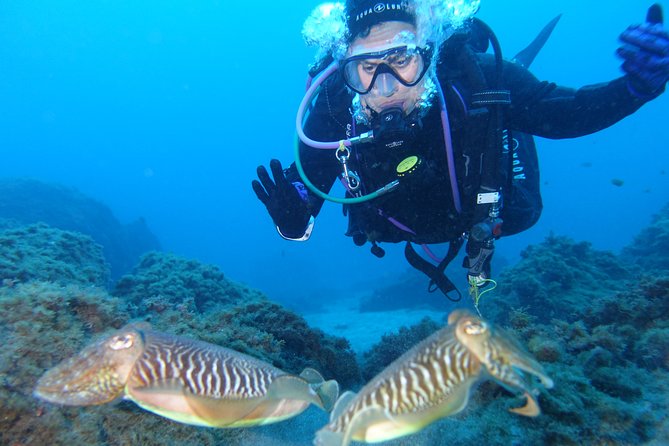 guided Scuba Diving on Tenerife (for certified divers) - What you might see: volcanic scenes, colorful fish, rays, turtles, and nudibranchs
