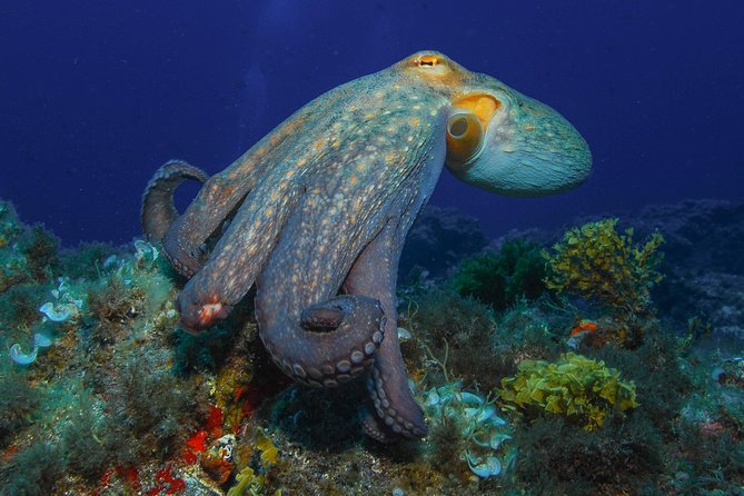 guided Scuba Diving on Tenerife (for certified divers) - Depth expectations: from -18 m up to about -40 m (within your limits)