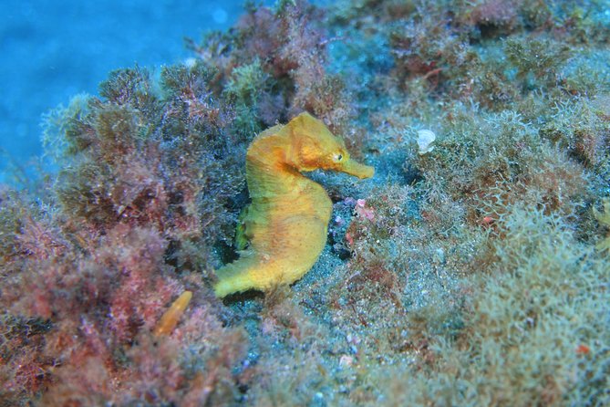 guided Scuba Diving on Tenerife (for certified divers) - Gear, insurance, and what costs extra besides photos