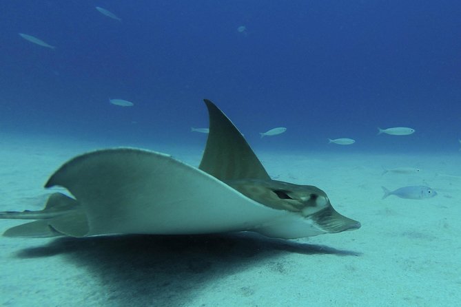 guided Scuba Diving on Tenerife (for certified divers) - Health, safety, and the schedule reality for air travel